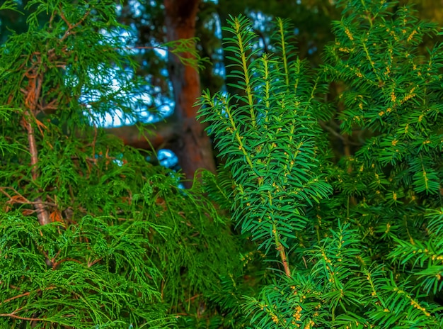 Photo yew tree with red fruits taxus baccata fastigiata branch with mature berries