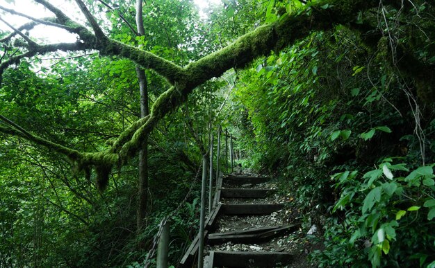 Yewboxwood grove Sochi National Park Krasnodar Territory Rusland 09222020 Toeristisch pad in groen bos