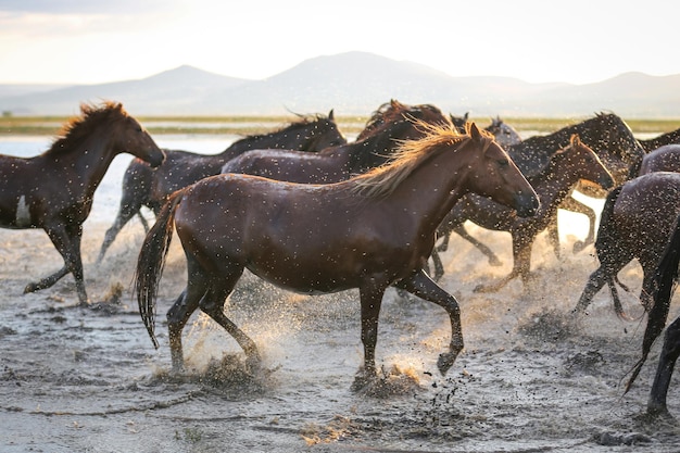 水カイセリトルコで走っているYilki馬