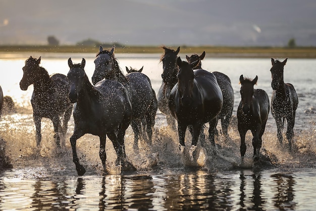 Yilki Horses Running in Water Kayseri Turkey