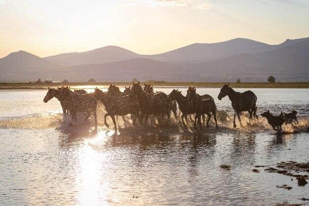 Йилки Лошади бегут по воде Кайсери Турция