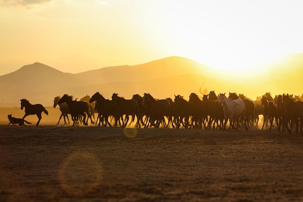 Yilki-paarden rennen in veld Kayseri, Turkije