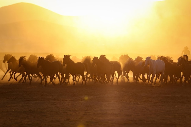 Yilki-paarden rennen in veld Kayseri, Turkije