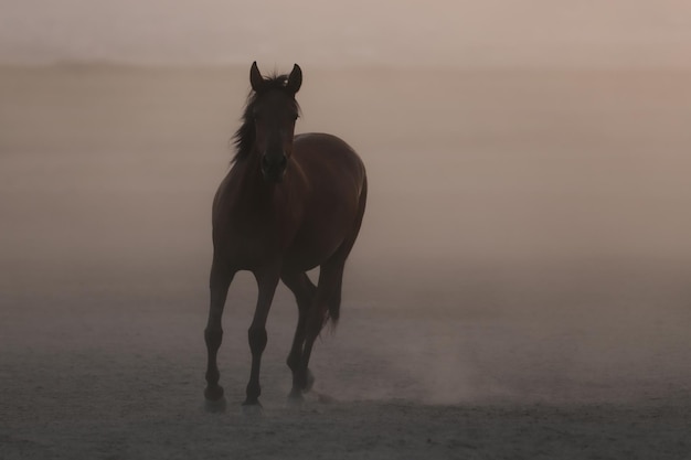 Yilki-paarden rennen in veld Kayseri, Turkije