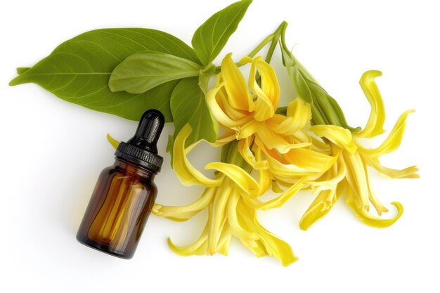 Ylang Ylang De essentiële olie van ontspanning geïsoleerd op wit