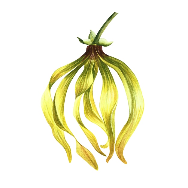 Ylang ylang An exotic tropical fragrant flower Hand drawn watercolor illustration