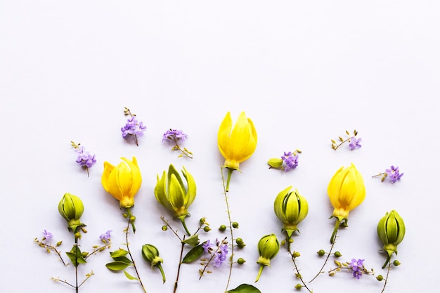 ylang ylang with purple flowers in spring season