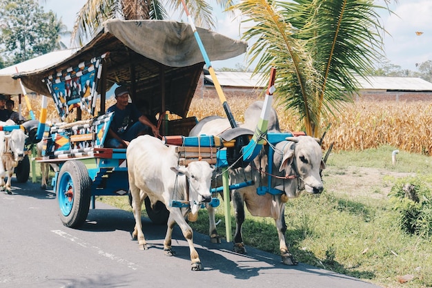 Yogyakarta Indonesië november 2019 Koekar of Gerobak Sapi met twee witte ossen die houten kar met hooi trekken op weg in Indonesië die het Gerobak Sapi-festival bijwoont