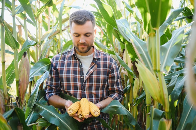 Yong bel agronomo nel campo di mais ed esaminando le colture prima della raccolta. concetto di agroalimentare. ingegnere agrario in piedi in un campo di mais.