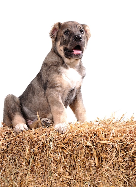 Yong puppy 3 maanden oud op stro. Aziatische herder