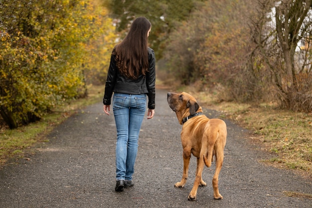 Yong woman with big dog Fila brasileiro breed in autumn park