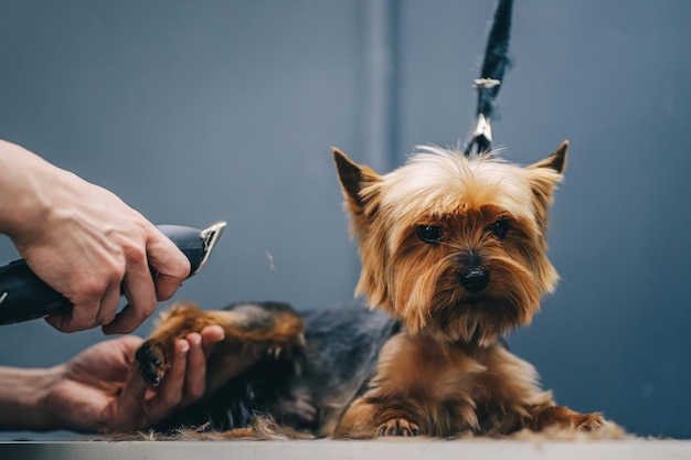 york haircut and care