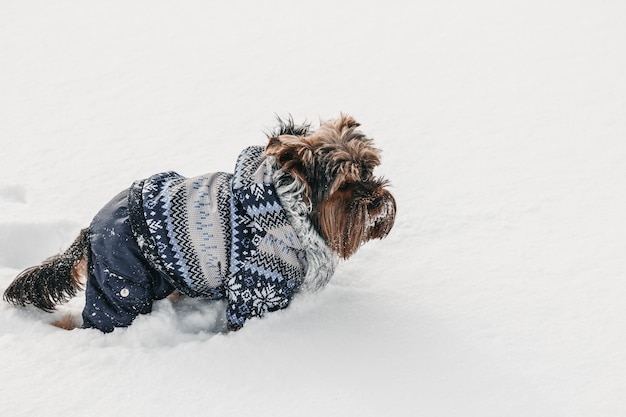 ヨークはコートを着て雪の中に立っています。