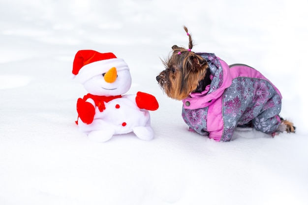 York terrier cane si siede sul bianco della neve e guarda un pupazzo di neve