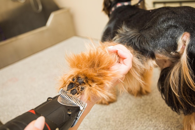 ヨークシャーテリアの足はトリマーでカットされていますクローズアップビュー犬の足を持っている女性の手と電気トリマーを使用してパッド間の毛皮をカット