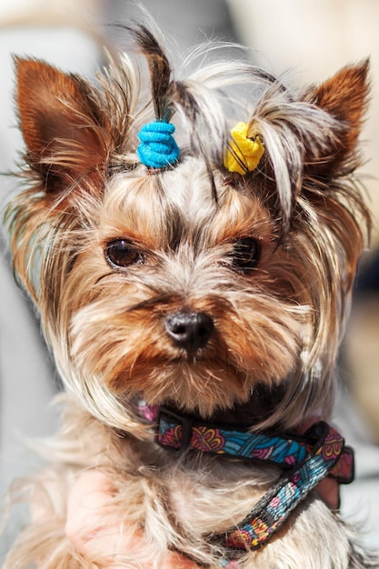 York Yorkshire terrier portret Braun Yorkie hond met Oekraïne blauw gele kleuren