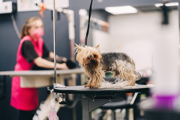 Yorkie hondenkapsel een trimmer trimt een hondenjas hoge kwaliteit foto