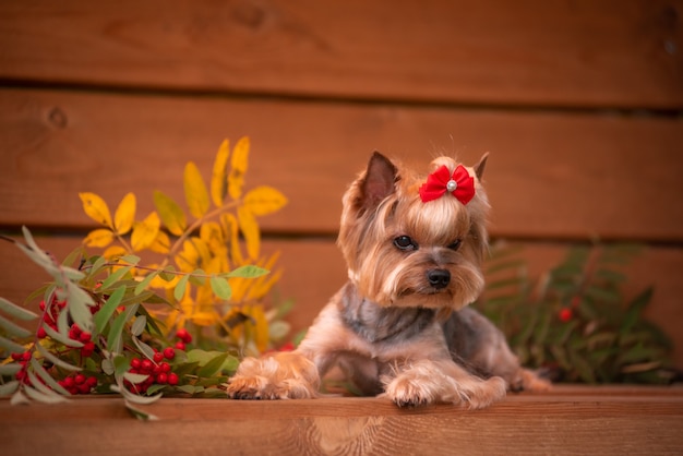 Photo yorkie sitting on a bench .beautiful grooming. little york.
