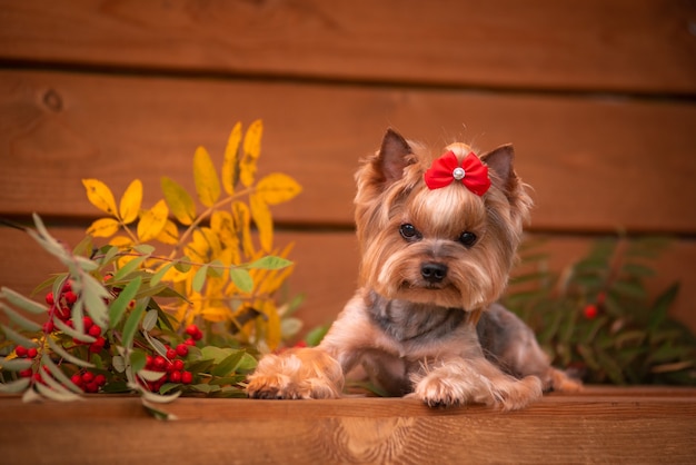 Yorkie seduto su una panchina. bella toelettatura. piccolo york.