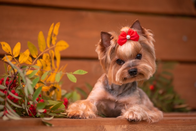 Foto yorkie seduto su una panchina. bella toelettatura. piccolo york.