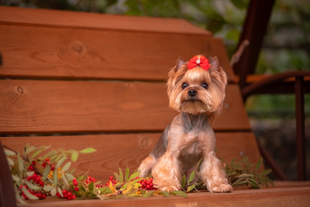 Yorkie sitting on a bench .Beautiful grooming. Little York.