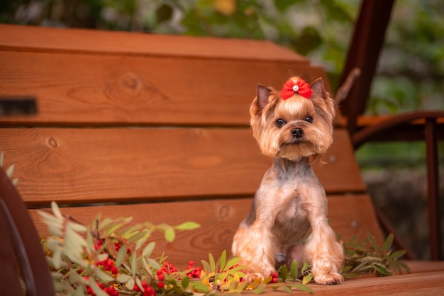 Yorkie sitting on a bench .Beautiful grooming. Little York.