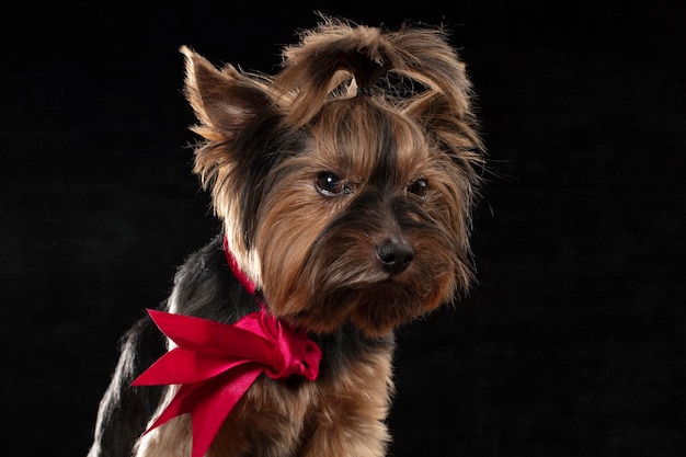 Yorkie terrier in the studio on a black background