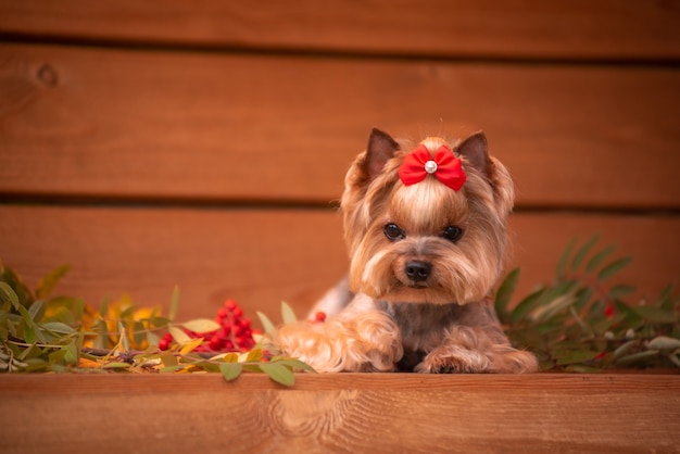 Yorkie zittend op een bankje. Mooie verzorging. Klein York.