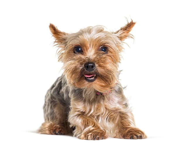 Yorkshire dog lying down isolated on white