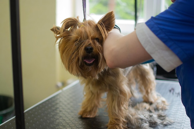 Yorkshire in de trimsalon. groomer knipte haar met een schaar bij de kleine yorkshire terrier-hond