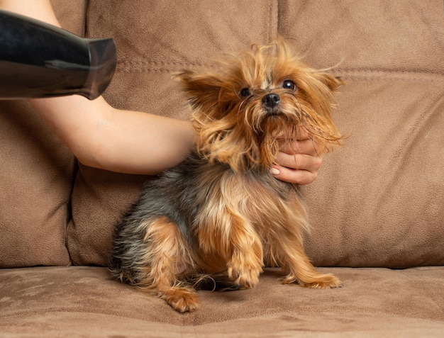 写真 犬のための小屋のヨークシャー ヨークシャー犬にヘアドライヤーを持つ女性の手