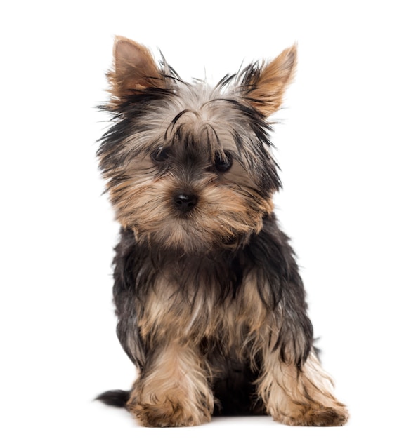 Yorkshire puppy sitting in front of a white wall