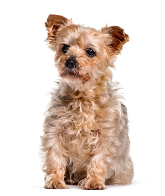 Yorkshire sitting against white background