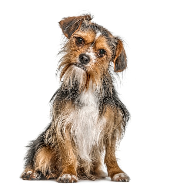 Yorkshire sitting and bending head, isolated on white