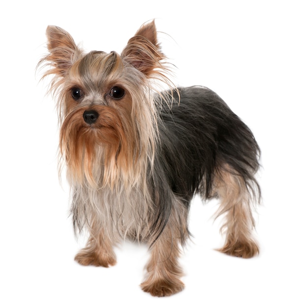 Yorkshire Terrier, 1 year old, standing in front of white wall