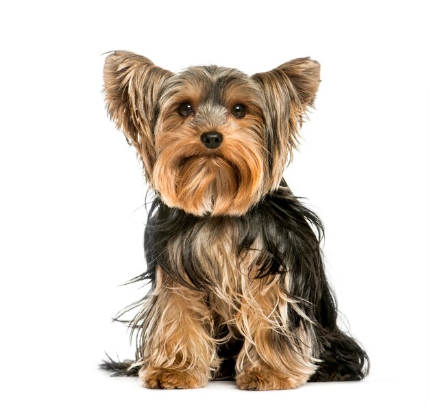 Yorkshire Terrier, 2 years old, sitting in front of white background