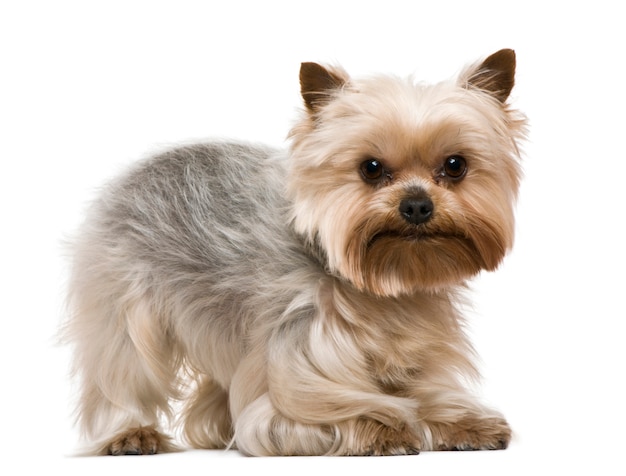 Yorkshire terrier, 3 jaar oud, voor witte muur