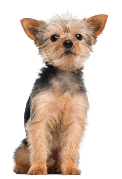 Yorkshire Terrier, 3 years old, sitting