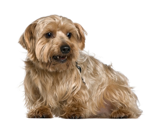 Yorkshire terrier, 4 jaar oud, voor witte muur