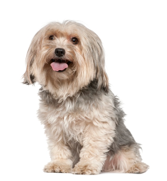 Yorkshire terrier, 5 years old, sitting in front of white wall