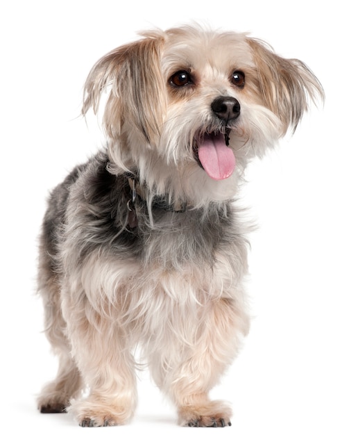 Yorkshire Terrier, 8 jaar oud, staand