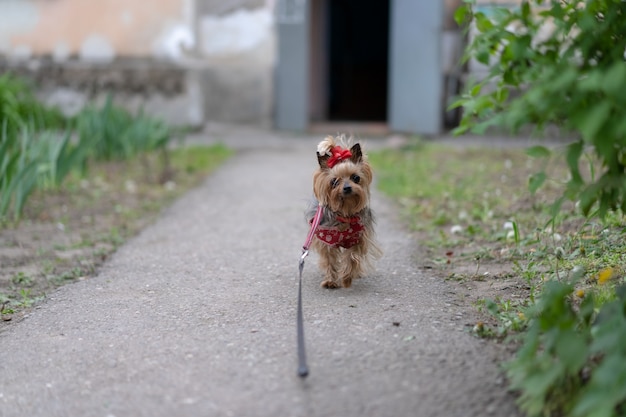 Yorkshire Terrier aangelijnd voor een wandeling