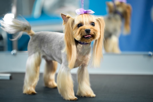 Yorkshire terrier after haircut