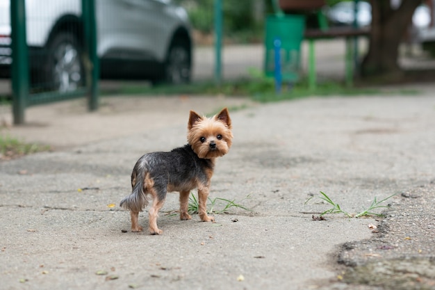 Yorkshire Terrier on the background of the playground