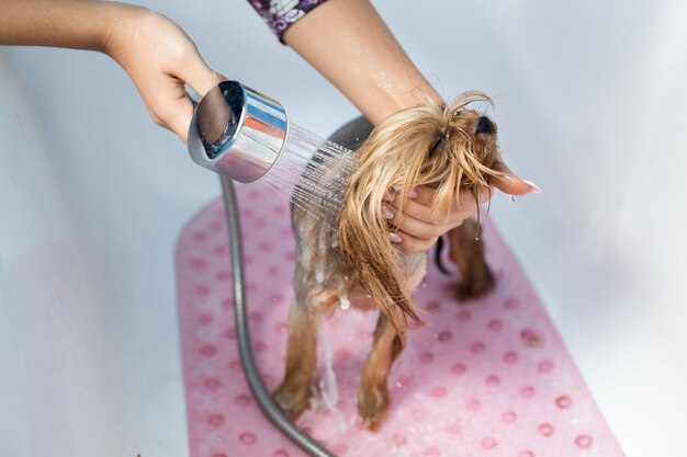 Yorkshire Terrier in the bathroom in the beauty salon for dogs. Care for yorkshire terriers close-up.