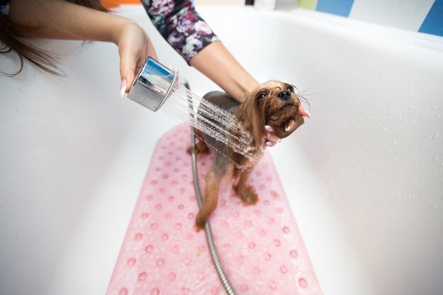 Yorkshire Terrier in the bathroom in the beauty salon for dogs. Care for yorkshire terriers close-up.