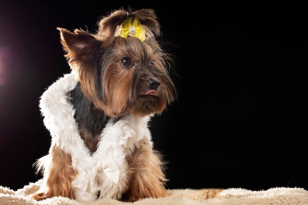 Yorkshire terrier in beautiful clothes