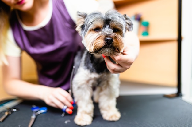 Yorkshire terrier bij trimsalon