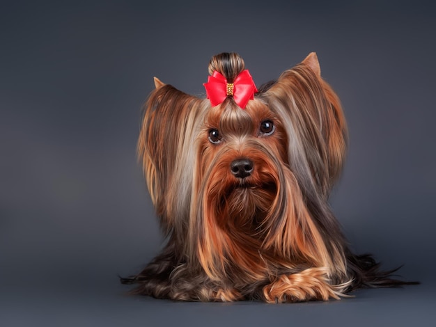 yorkshire terrier on a black background. dog