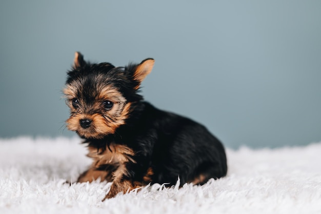 Yorkshire Terrier black and brown Puppy Looks Away with Frightened Eyes